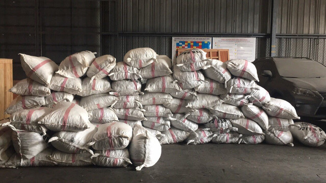 胡志明市海关局继续缴获非法进口的3.3吨穿山甲鳞片 ảnh 1 胡志明市海关局继续缴获非法进口的3.3吨穿山甲鳞片 ảnh 1