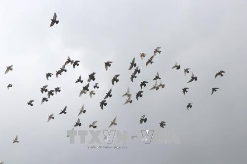 北宁省举行2000只和平鸽放飞活动 ảnh 2 北宁省举行2000只和平鸽放飞活动 ảnh 2