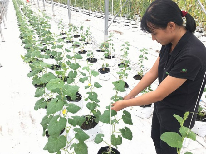 胡志明市力争到2020年农业企业数量为1500家 ảnh 1 胡志明市力争到2020年农业企业数量为1500家 ảnh 1