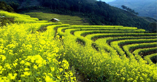 油菜花为安沛省木江界打造生态旅游新名片 ảnh 2 油菜花为安沛省木江界打造生态旅游新名片 ảnh 2
