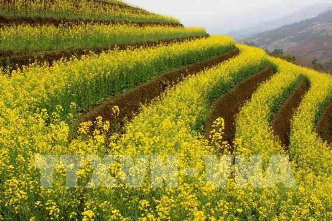 油菜花为安沛省木江界打造生态旅游新名片 ảnh 1 油菜花为安沛省木江界打造生态旅游新名片 ảnh 1