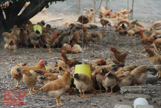 北江省加大科技应用力度 促进经济社会发展 ảnh 2