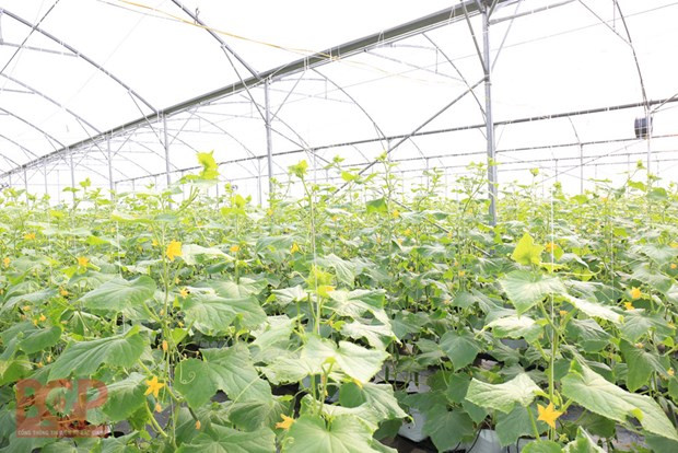 北江省加大科技应用力度 促进经济社会发展 ảnh 1