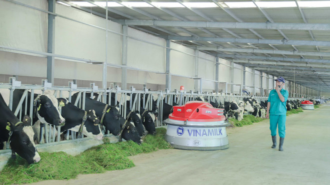Vinamilk连续多年成为液态奶行业领先者 ảnh 2 Vinamilk连续多年成为液态奶行业领先者 ảnh 2