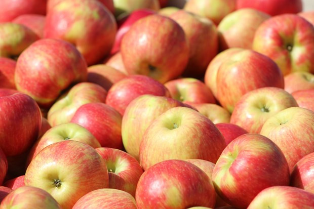 阿尔及利亚继续禁止进口13种水果 越南企业不受影响 ảnh 1