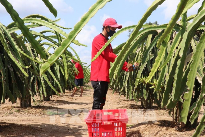 隆安省企业了解向中国出口农产品的流程 ảnh 1 隆安省企业了解向中国出口农产品的流程 ảnh 1