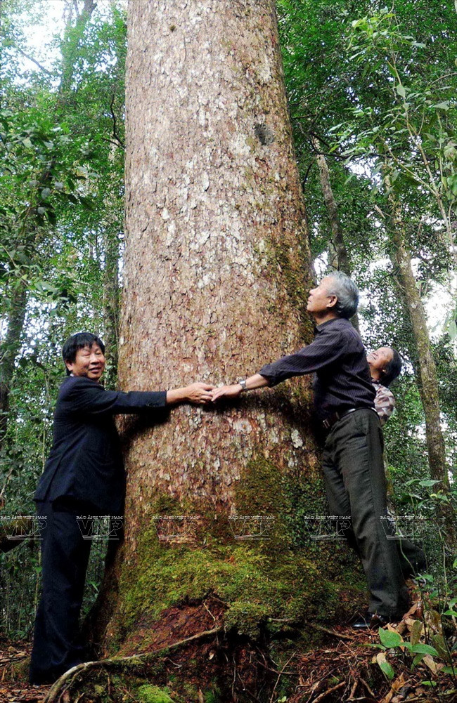 神话般的浪平 ảnh 10