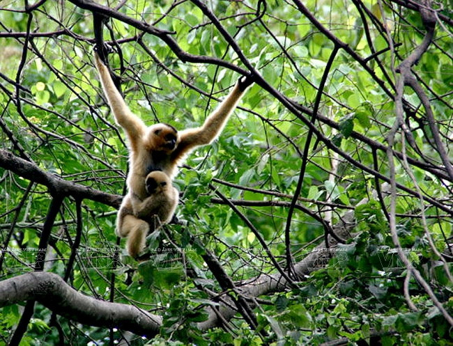 神话般的浪平 ảnh 13