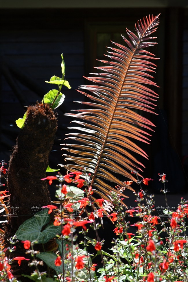 神话般的浪平 ảnh 11