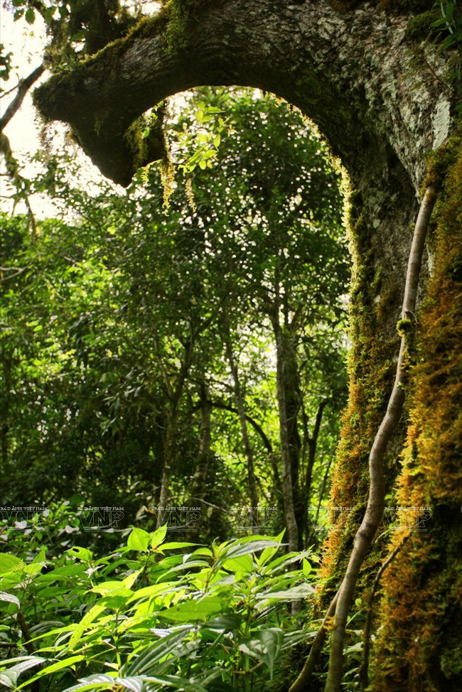 神话般的浪平 ảnh 9