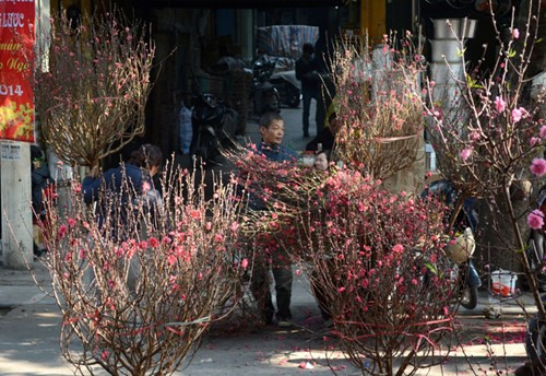 河内春节期间不能错过的四大集市 ảnh 8 河内春节期间不能错过的四大集市 ảnh 8