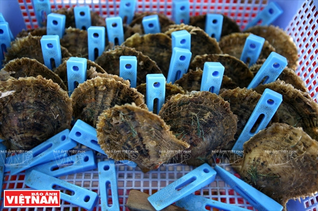 皇家珍珠 ảnh 6 皇家珍珠 ảnh 6