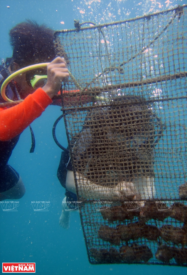 皇家珍珠 ảnh 2 皇家珍珠 ảnh 2