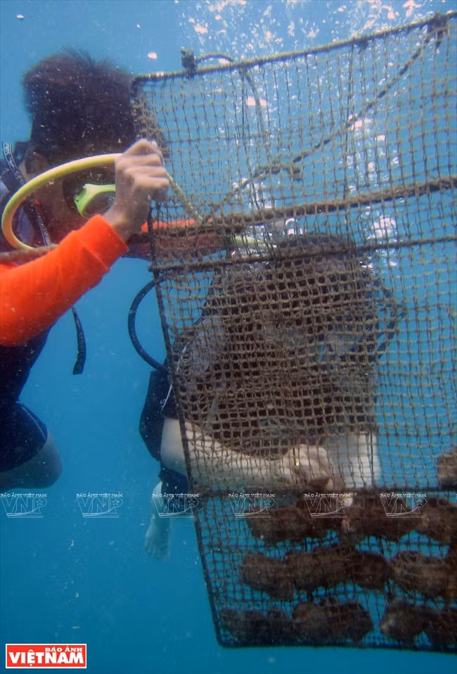 皇家珍珠 ảnh 2 皇家珍珠 ảnh 2