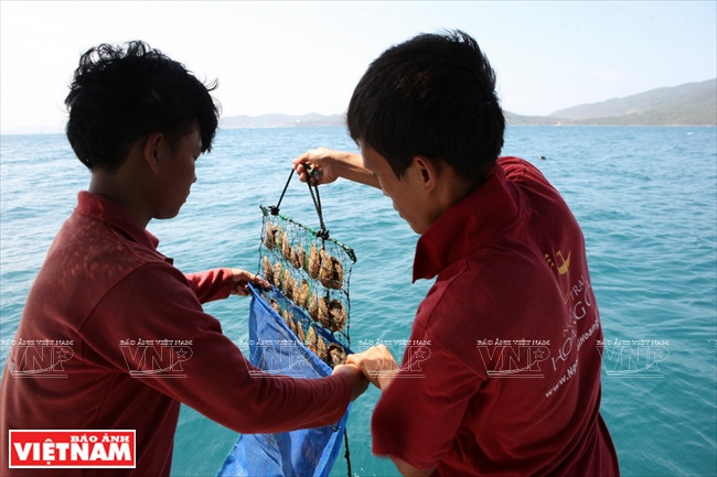 皇家珍珠 ảnh 7 皇家珍珠 ảnh 7