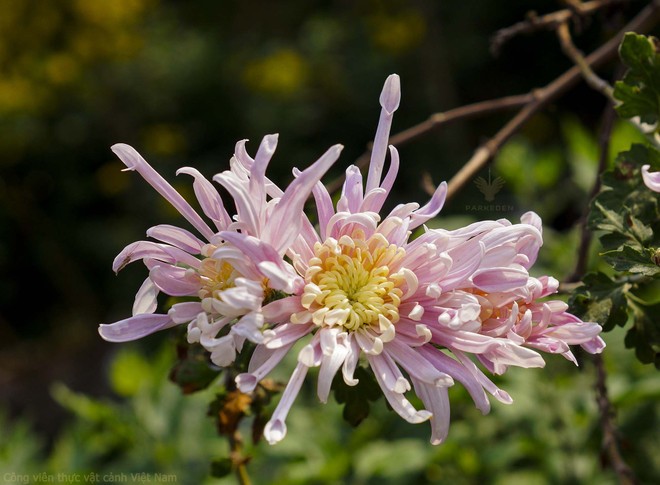 河内市古菊花园里一场菊花盛宴迎新春 ảnh 1 河内市古菊花园里一场菊花盛宴迎新春 ảnh 1