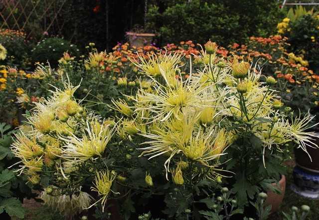 河内市古菊花园里一场菊花盛宴迎新春 ảnh 2 河内市古菊花园里一场菊花盛宴迎新春 ảnh 2