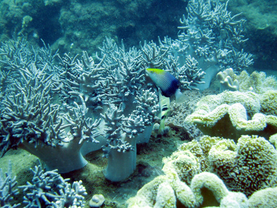 广南省努力保护海洋生物多样性 ảnh 1 广南省努力保护海洋生物多样性 ảnh 1