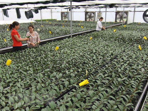 越南广宁省推进农业可持续发展 ảnh 2 越南广宁省推进农业可持续发展 ảnh 2