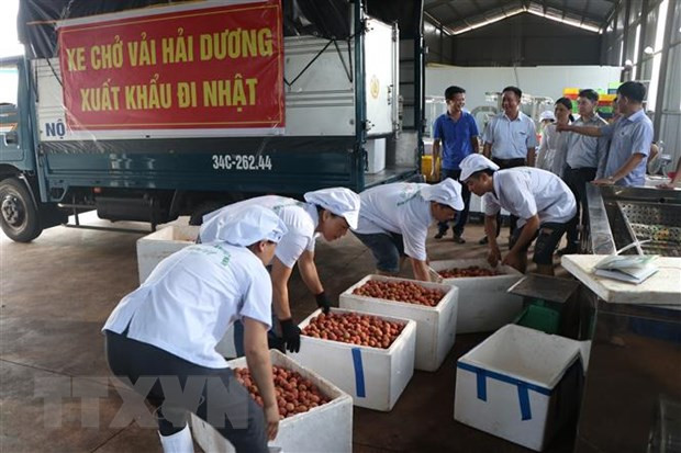 通过“越南网上商城” 帮助各家企业销售海阳荔枝和其他农产品 ảnh 2