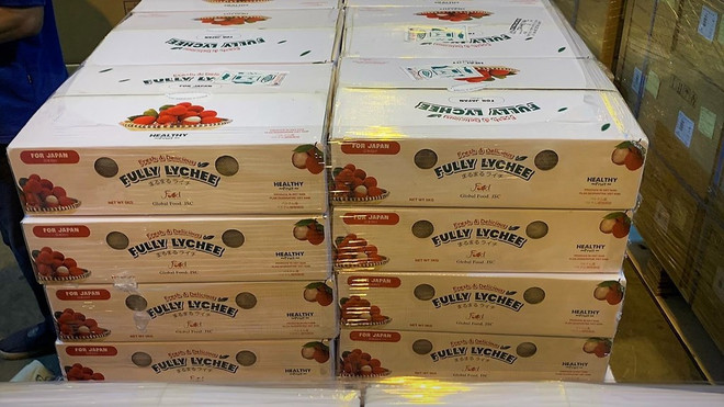 越航将近10吨北江省荔枝运往日本 ảnh 2 越航将近10吨北江省荔枝运往日本 ảnh 2