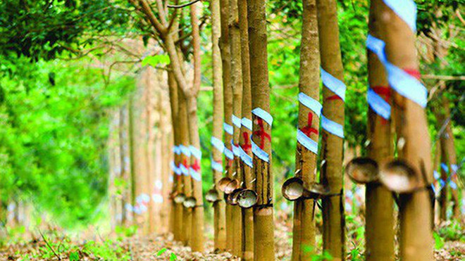 美国增加从越南进口橡胶 ảnh 1 美国增加从越南进口橡胶 ảnh 1
