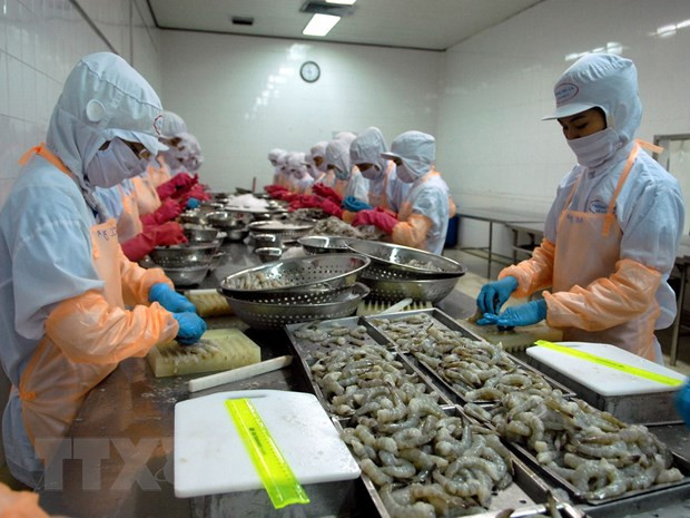 金瓯省虾类出口在后疫情时期迅速恢复 ảnh 1 金瓯省虾类出口在后疫情时期迅速恢复 ảnh 1