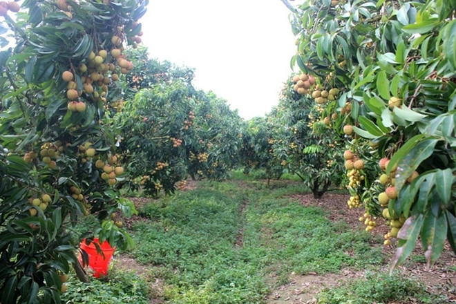 北江省发挥科技作用 力推经济社会发展 ảnh 2