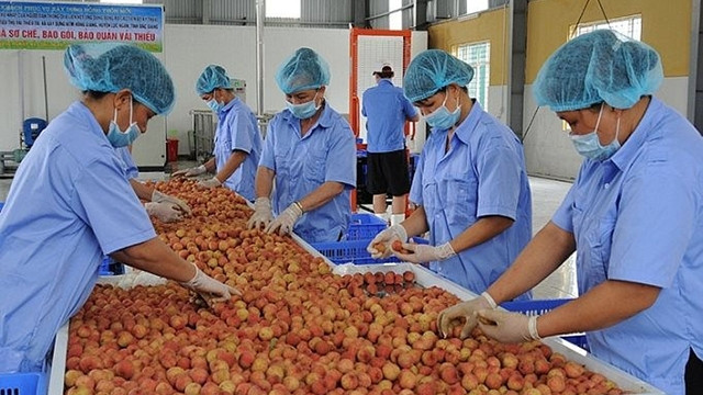 越南力争实现今年农林水产品出口额达410亿美元以上的目标 ảnh 1 越南力争实现今年农林水产品出口额达410亿美元以上的目标 ảnh 1