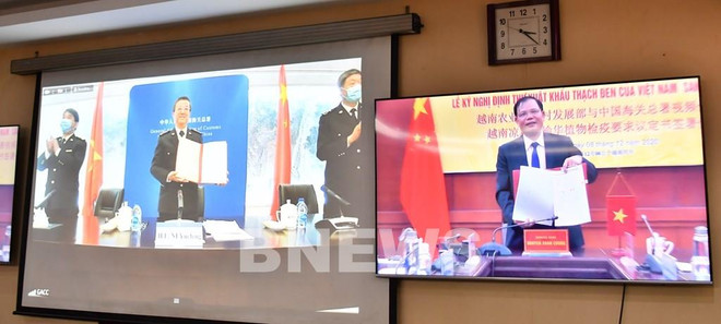  越南与中国签署越南凉粉草输华植物检疫要求议定书 ảnh 1