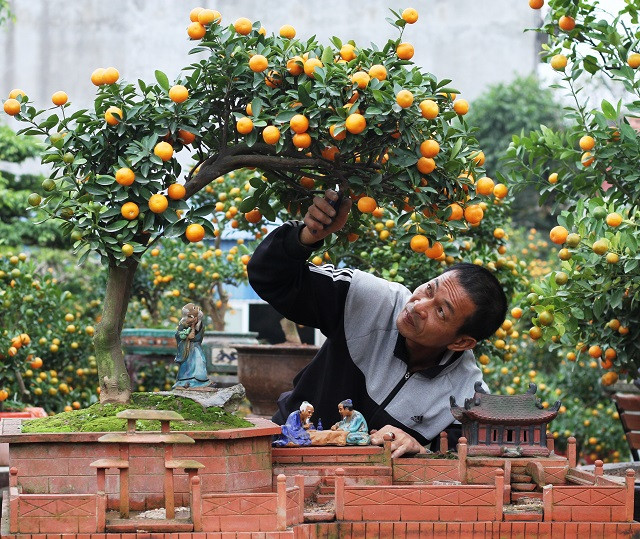 南定省南风乡金桔盆景进入销售旺季 ảnh 1 南定省南风乡金桔盆景进入销售旺季 ảnh 1