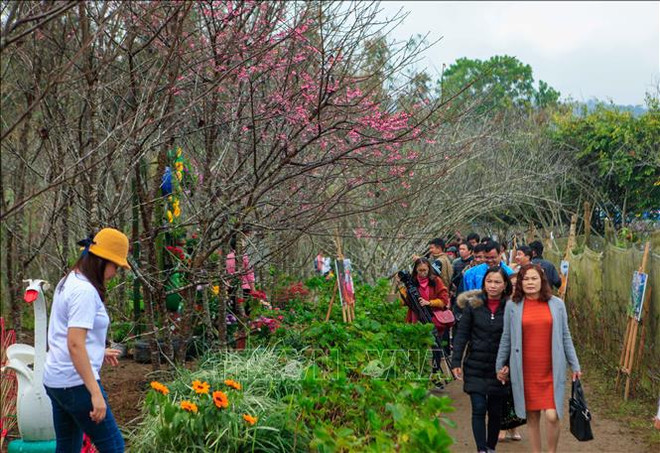  2019年第二次奠边-帕框樱花节吸引数千名游客参加 ảnh 3
