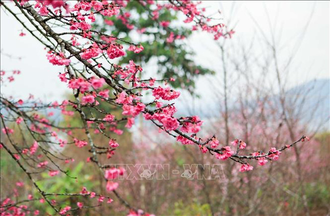  2019年第二次奠边-帕框樱花节吸引数千名游客参加 ảnh 2