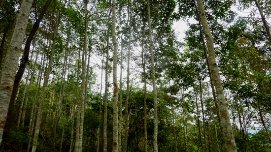 老街省6000多人从UN-REDD项目中受益 ảnh 1