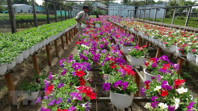 承天顺化省花农忙碌栽培 让花卉正当春节绽放 ảnh 1 承天顺化省花农忙碌栽培 让花卉正当春节绽放 ảnh 1