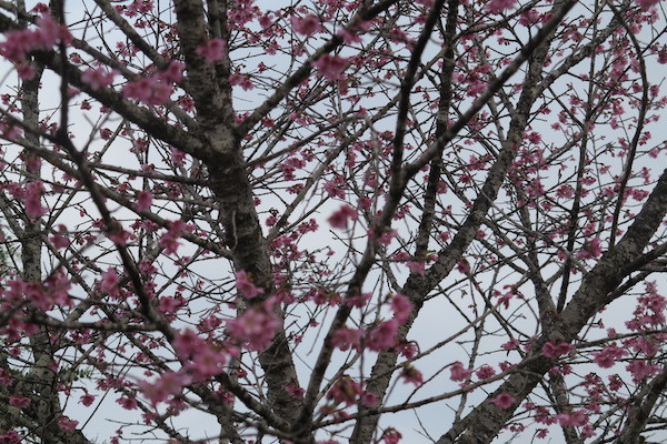 赴奠边省帕框乡观赏漫山遍野的樱花 ảnh 2 赴奠边省帕框乡观赏漫山遍野的樱花 ảnh 2
