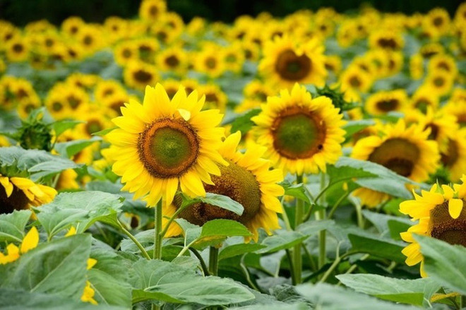 2019年乂安省向阳花节将于12月底举行 ảnh 1 2019年乂安省向阳花节将于12月底举行 ảnh 1