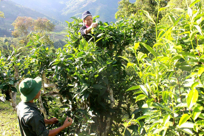努力让越南山雪茶走向世界 ảnh 1