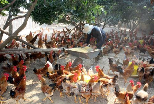 提高安世山鸡质量 走向世界市场 ảnh 1 提高安世山鸡质量 走向世界市场 ảnh 1