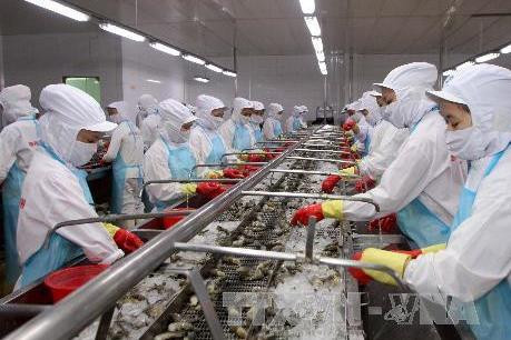 2020年金瓯省力争实现出口总额达12亿美元的目标 ảnh 1 2020年金瓯省力争实现出口总额达12亿美元的目标 ảnh 1