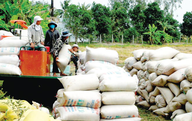 坚江省为企业发展对外贸易提供便利 ảnh 2