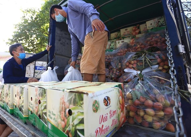 拓展荔枝销售渠道 实行内外销两手抓 ảnh 1 拓展荔枝销售渠道 实行内外销两手抓 ảnh 1