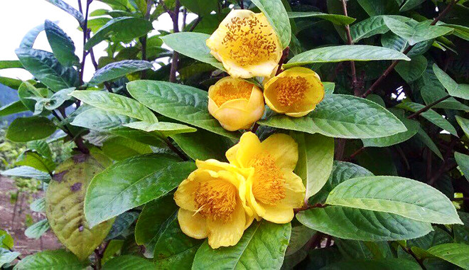 广宁省𠀧扯县即将举行第二次金花茶节 推介当地优势产品 ảnh 1 广宁省𠀧扯县即将举行第二次金花茶节 推介当地优势产品 ảnh 1