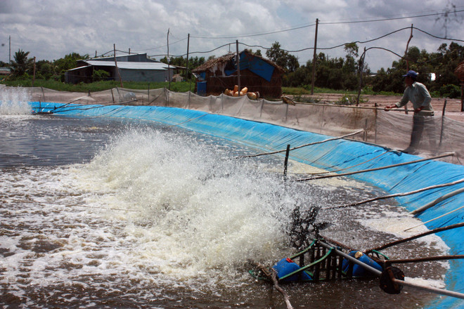越南水产品出口首次突破80亿美元 ảnh 2 越南水产品出口首次突破80亿美元 ảnh 2