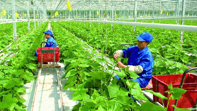 吸引企业投入农业农村 ảnh 1 吸引企业投入农业农村 ảnh 1