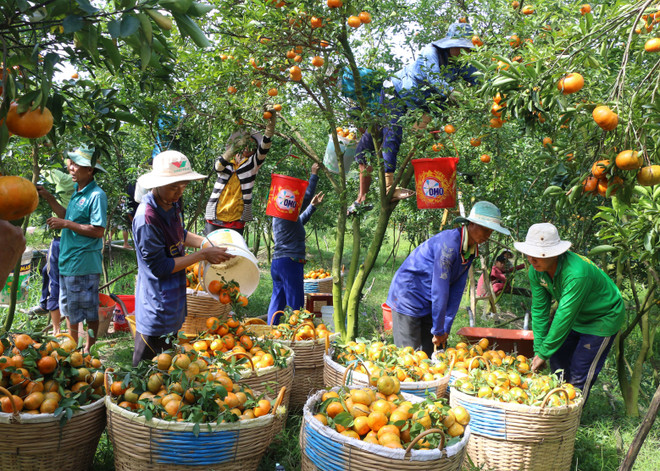 2017年越南蔬果出口额达34.5亿美元 创下新纪录 ảnh 1