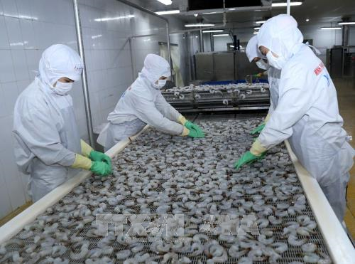 越南水产品出口面临许多挑战 ảnh 1 越南水产品出口面临许多挑战 ảnh 1
