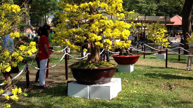 春节即将来临 富安省梅花市场升温 ảnh 1