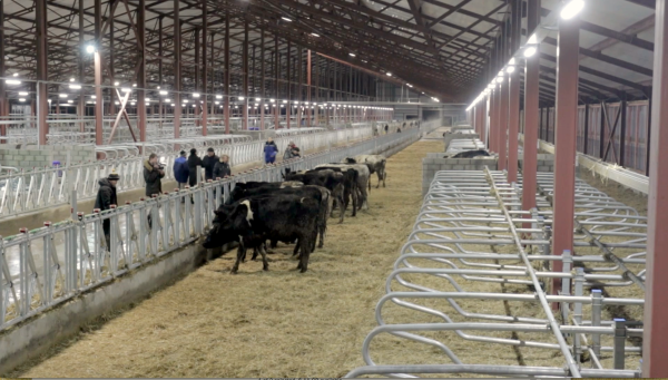 越南TH True Milk俄罗斯奶牛场迎来首批奶牛 ảnh 1  越南TH True Milk俄罗斯奶牛场迎来首批奶牛 ảnh 1