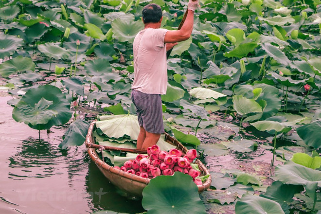 组图:西湖莲花茶——河内夏季特产 ảnh 3 组图:西湖莲花茶——河内夏季特产 ảnh 3